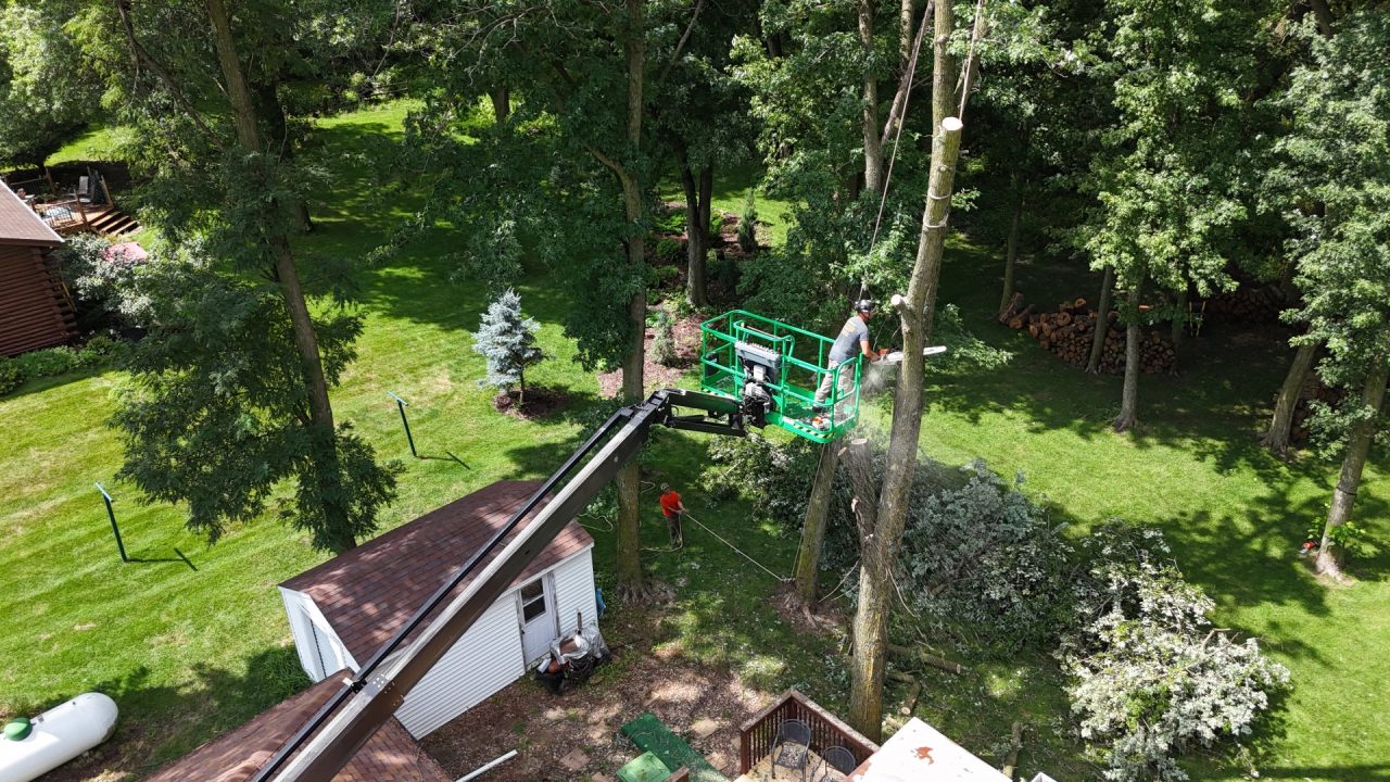 arborist2